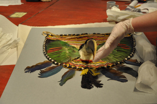 How to Pack Your Toucan! (Part 1) Associate Conservator Angela Duckwall had an unusual task this wee