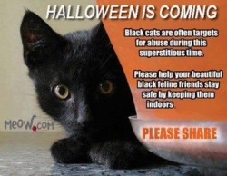 mostlycatsmostly:  Please keep your black cats safe on this Halloween. Thanks to all-prettythings for sending in. 