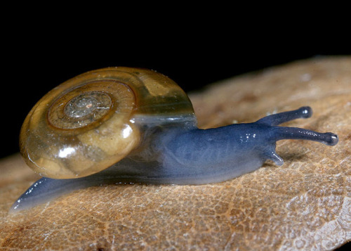 emerald-of-the-eight: A lovely dark-bodied glass snail [Oxychilus draparnaudi] found and photographe