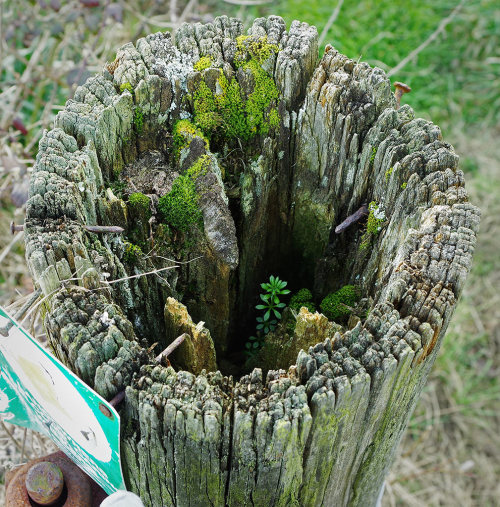 Fencepost of the Week! Little cleaver plant trying to grow itself out of a hole. ^_^