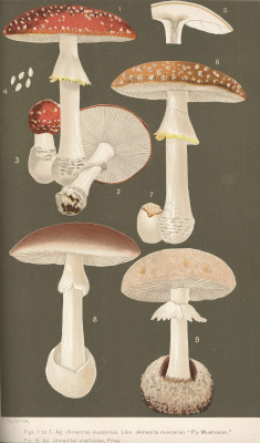 design-is-fine:  Thomas Taylor, Fly Mushroom