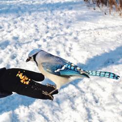 georginatattoo:  Beautiful Blue Jay 💙🇨🇦