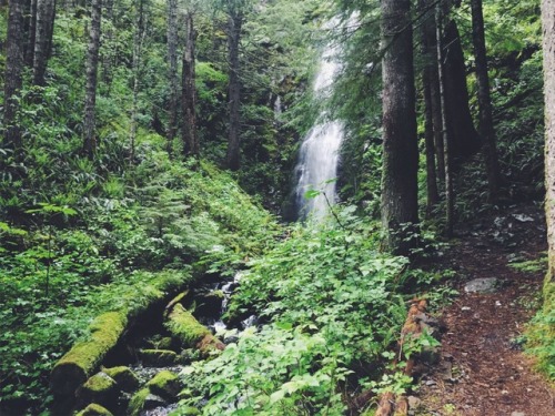 justapplyyourself:Tarbell Trail to Hidden Falls. Yacolt, Washington.