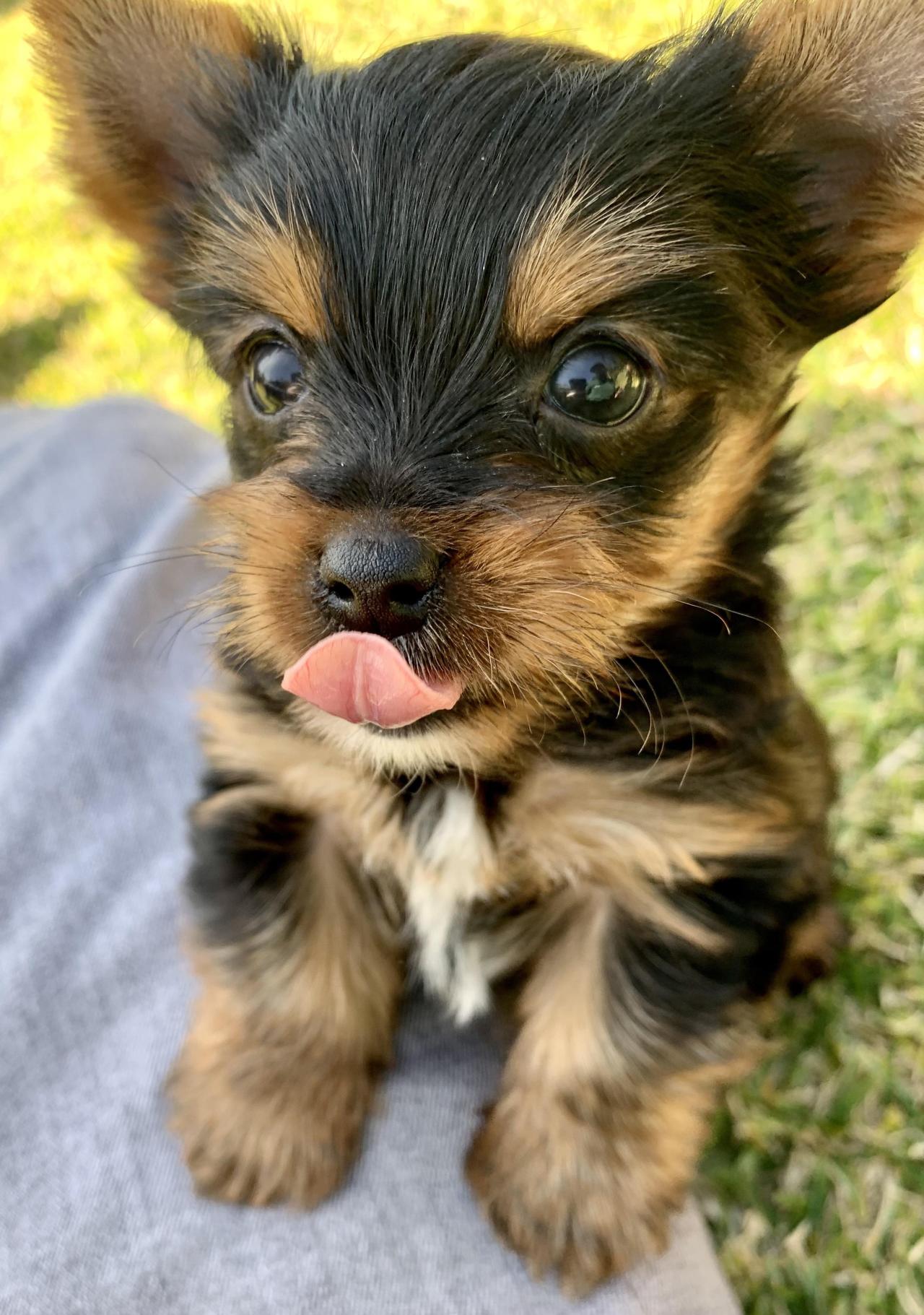 Morty the yorkie