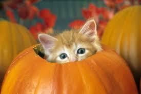 somecutething:Cats inside Pumpkins has got to be my new favorite thing :) 