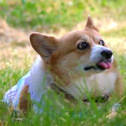 corgi-addict:  What a majestic pooch