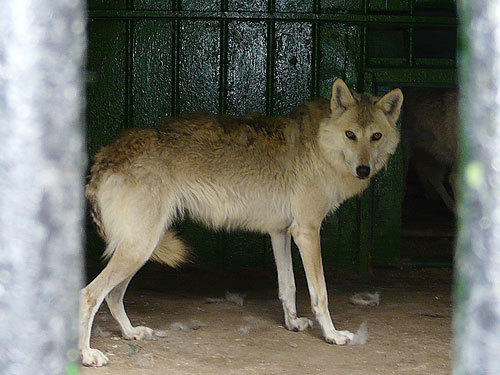 Gray wolf subspecies