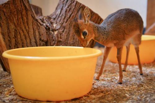 zooborns:  Tiny Dik-dik Plays Big Sister porn pictures