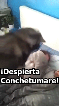 astridlopez24:  Como Te Despierta Tu Gato.Como Te Despierta Tu Perro.