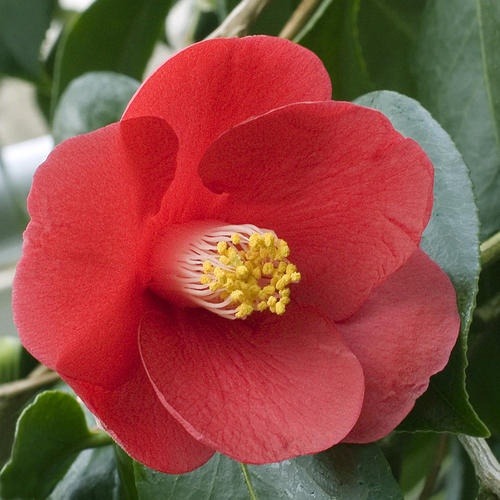 dykebender:uhm the red japanese camellia (or tsubaki flower) represents love, passion, and deep desi