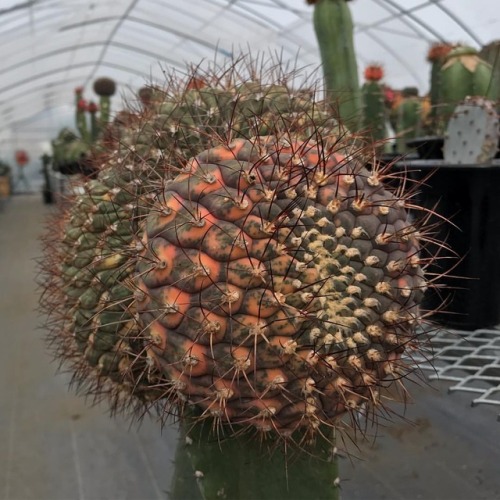 尾形丸錦 #cactus #サボテン #succulents https://www.instagram.com/p/BqoU4n2HuN-/?utm_source=ig_tumblr_share&a