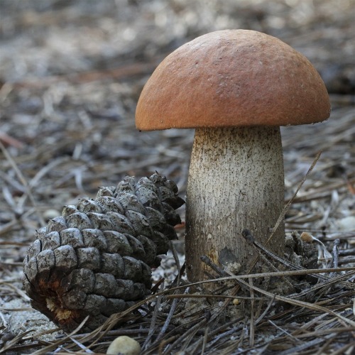 troika33:  Red Bolete (Leccinum vulpinum) Pine Barrens, NJ October 2015