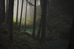 miritamoku:  lyricalsycamore:  Cloud Forest