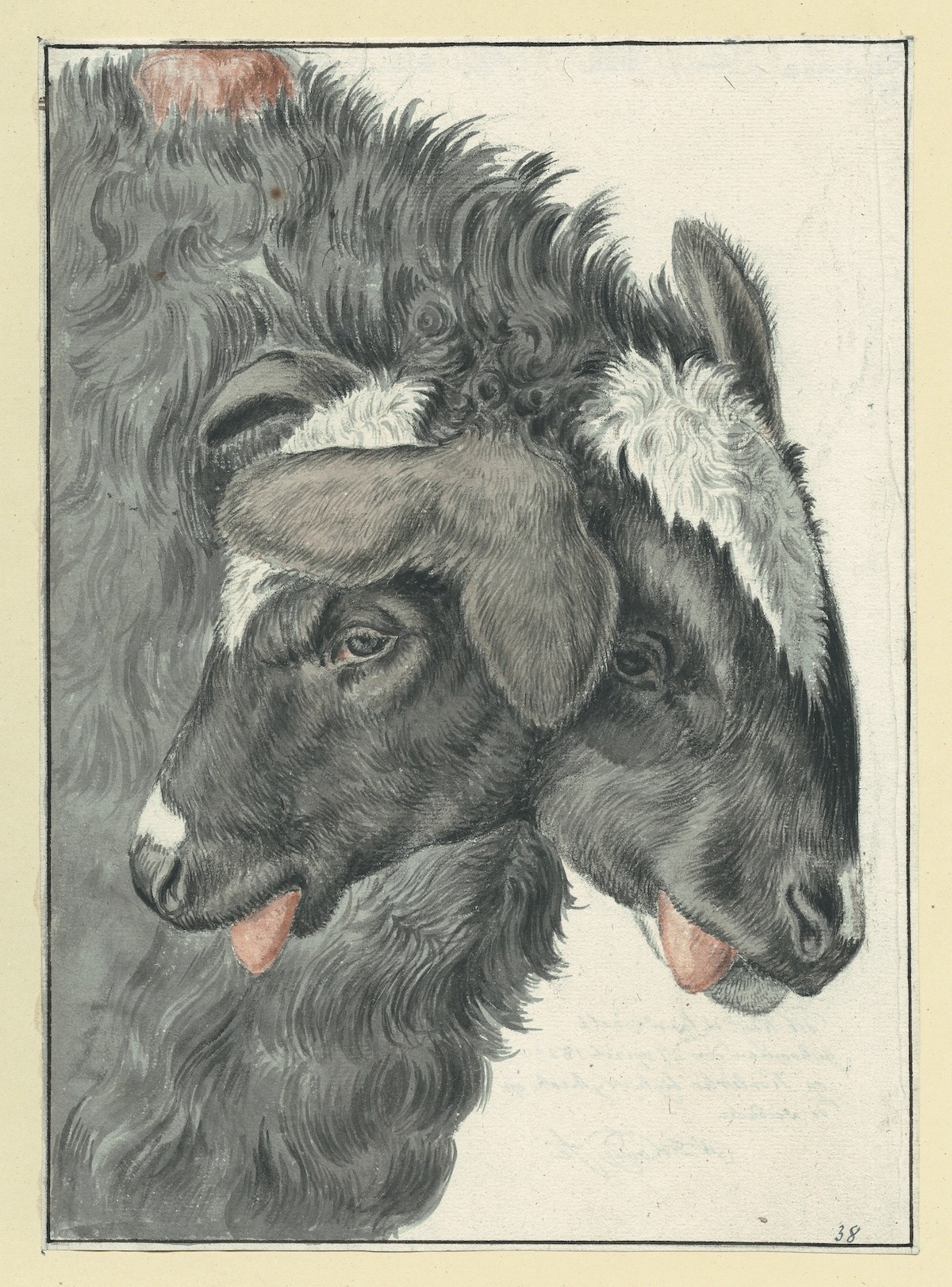 lepromatosis: “The sheep with two heads” by Gijsbertus Johannes van Klinkenberg.
