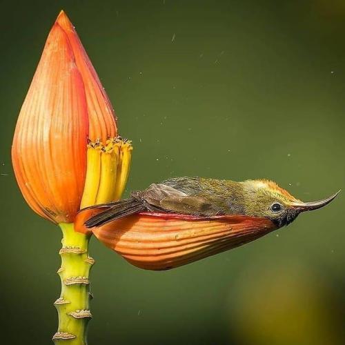 blondebrainpower:Crimson Sunbird refreshing herself with the water stored in the petals of a banana flower.Photography by Rahul Singh 