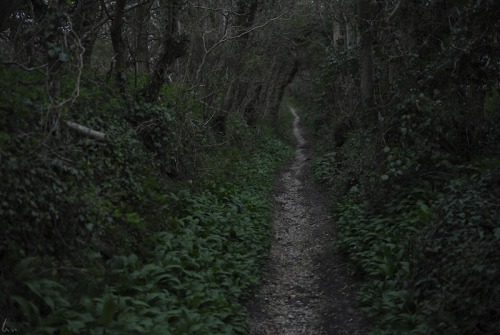 buron: The Enduring Love for a Wren (ix) ©sydburon - April ‘16