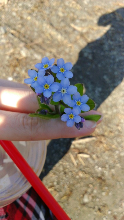 cinensis: The hiking was so much fun and we even came accross a small fair and my sister bought some