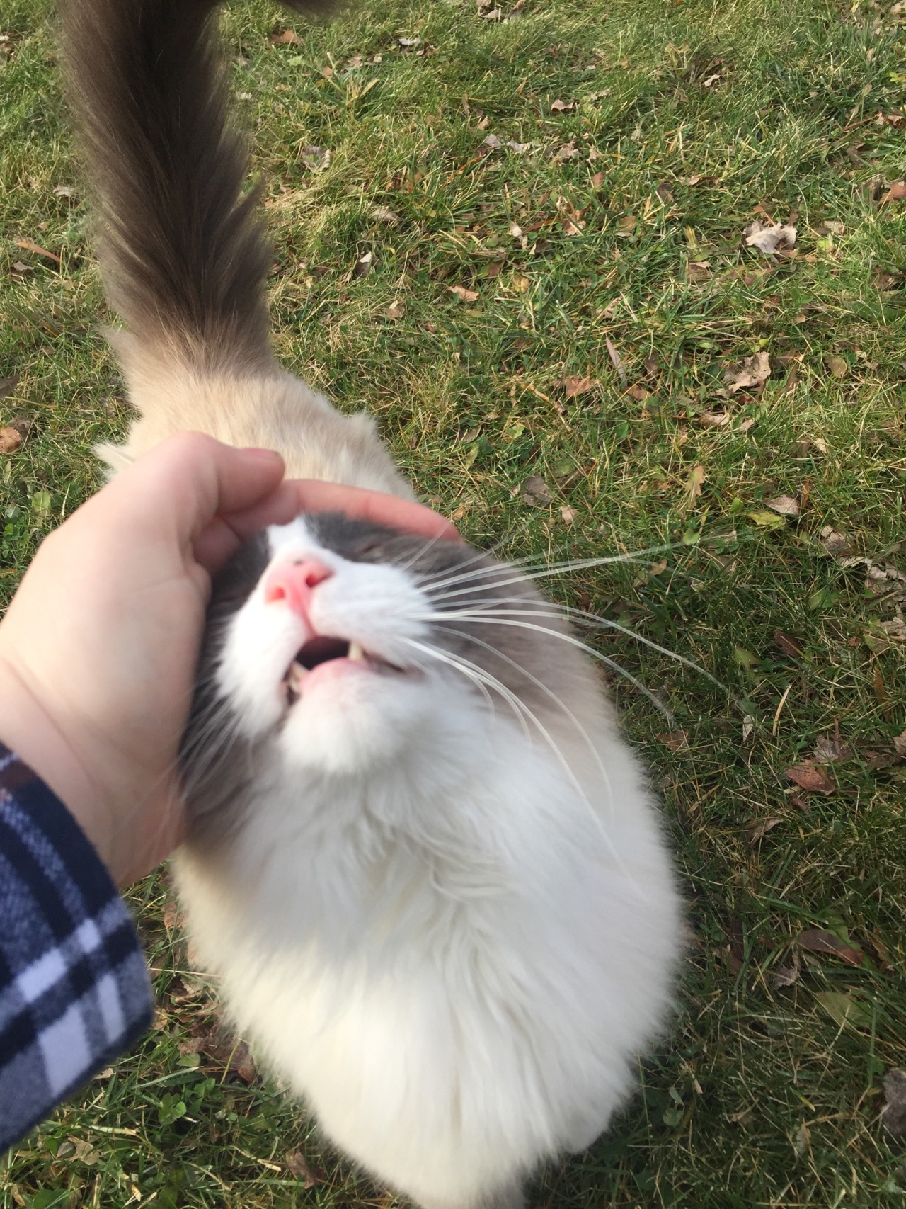 jordysnelson:  so majestic, so friendly 