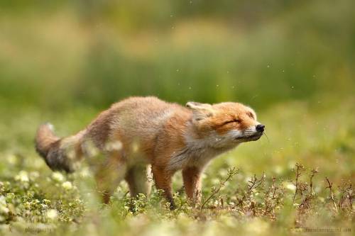 This fox is shaking his problems awayPhoto byRoeselien Raimond