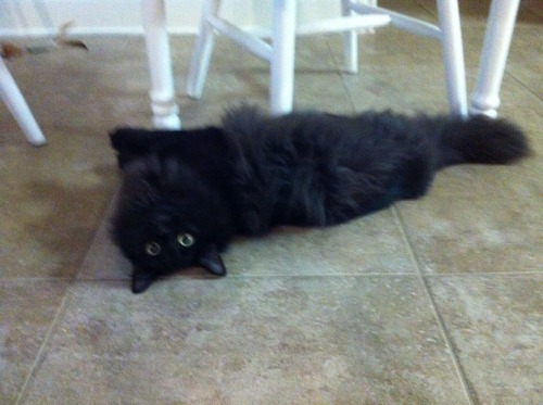 valoscope:Look at floofy, hammy Kitty Nephew. &lt;3 Ooooh! He looks just like my Midnight! Who i