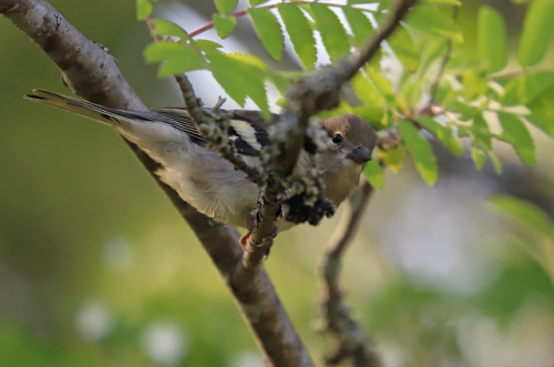 Common chaffinch/bofink.