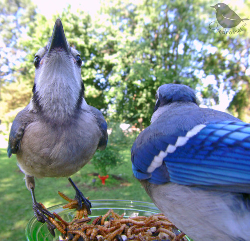 ostdrossel: I hope you aren’t tired of seeing the beautiful textures and faces of young Blue Jays :D