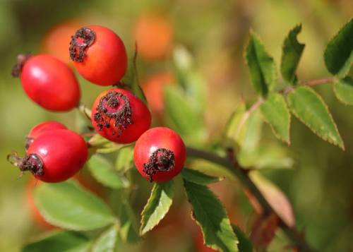 Wild rose hips are just about ready to pick here in the Pacific Northwest. They’re a delicious