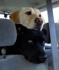 awwww-cute:  They have learned that the lady at the ferry ticket booth occasionally has treats 