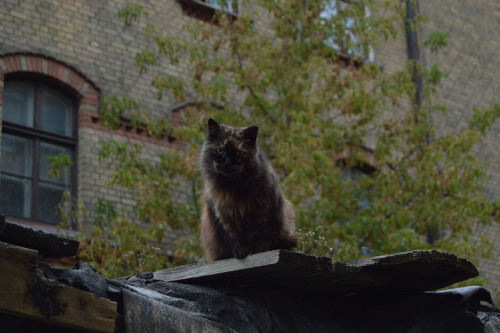 architectureofdoom:  Riga cats 