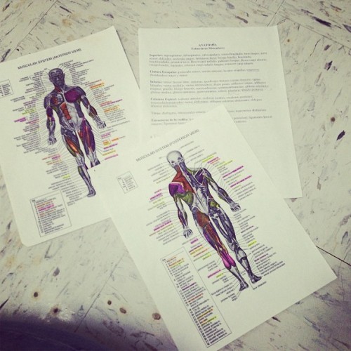 Examencito no te compliques y se facilito….! #test #muscule #anatomia #cuerpo #humano