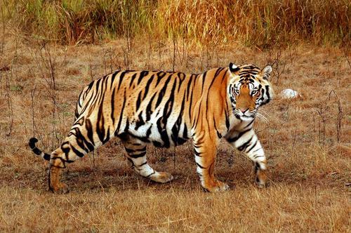 throwing-lego:  officialunitedstates:  FACT OF THE DAY:  zebras’ stripes are not