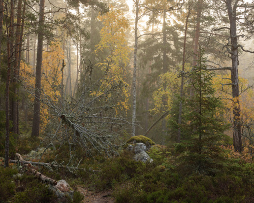 Tiveden Nationalpark Höst IV by Gustaf Emanuelsson Folio | getty images | facebook | instagram | 500