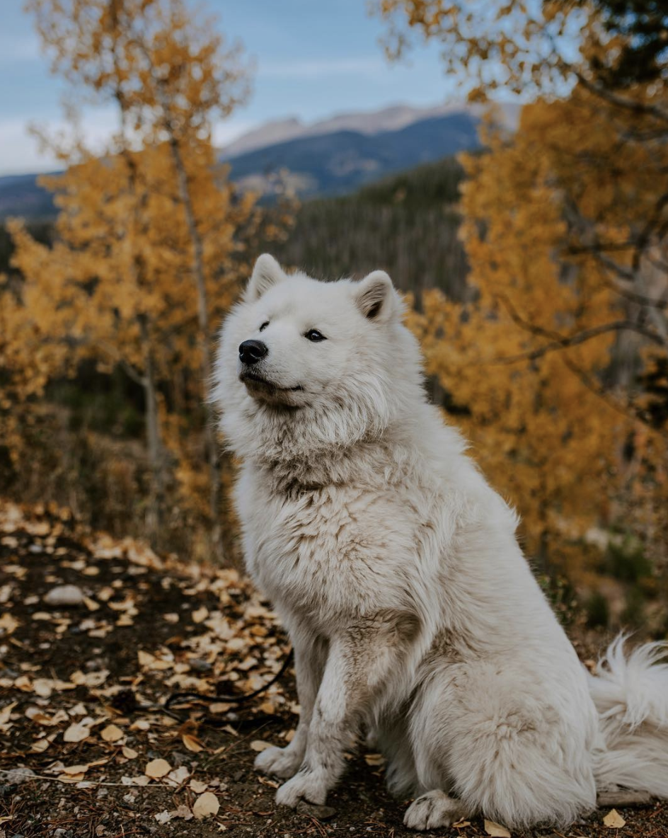 ATLAS THE ADVENTURE SAMOYED