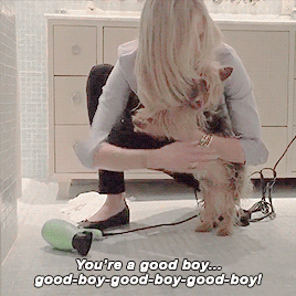 Taylor 02.20 (x) | Karlie 03.25 (x) Kaylor + Showing Us All How To Groom Both Cats And Dogs With The