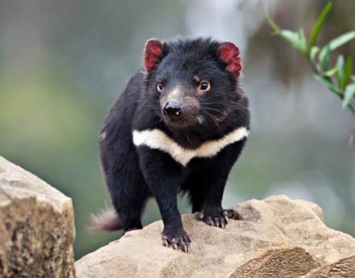 opossummypossum:  the tasmanian devil: embodiment of “cute but will fight you” 