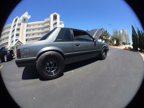My buddy Brett’s fox