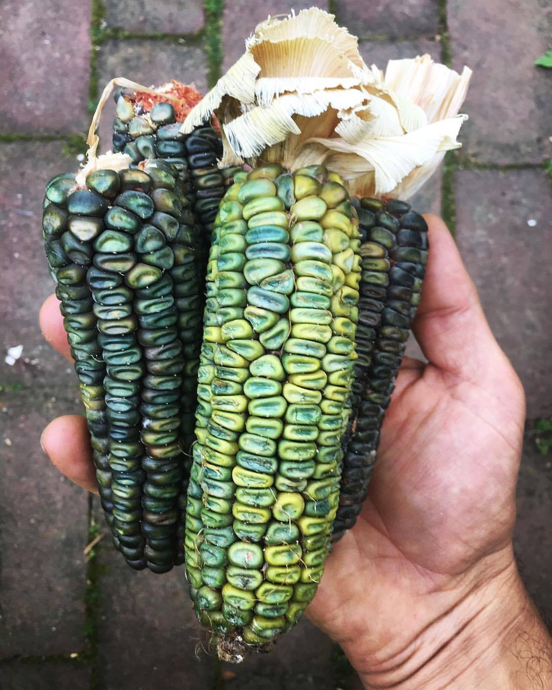 Oaxacan Green Dent Corn from the Zapotecs, indigenous people of southern Mexico. Used for hominy and ground into masa for tamales and tortillas. Excited to grow a few hundred plants of these beautiful and delicious cobs this year! #oaxacangreendent...