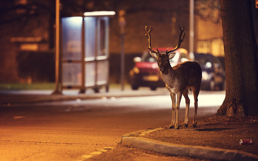 nubbsgalore:photos by mark smith and mark bridger who document, respectively, the