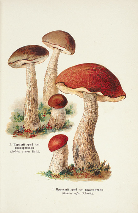 sovietpostcards:Illustration from “Album of edible and poisonous mushrooms” by G. Nadson, published 