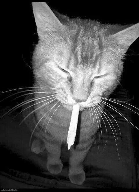 inthe-mind-of-a-stoner:  Cat on We Heart It - http://weheartit.com/entry/163600444