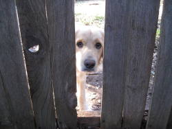 awwww-cute:  The neighbor’s dog really