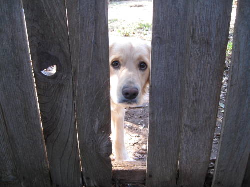 awwww-cute:  The neighbor’s dog really porn pictures