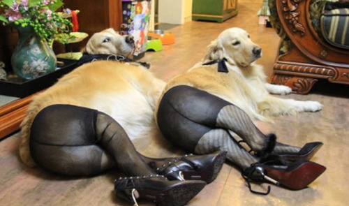 catbountry:  meevist:  Dogs Wearing Pantyhose, porn pictures