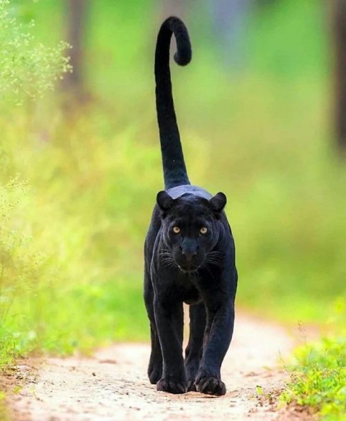 awesome-picz:Panthers Are Just XXXL Sized Black Cats.