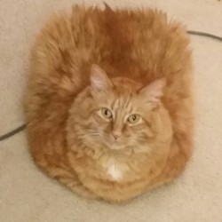 majortechcat:  Catloaf professional