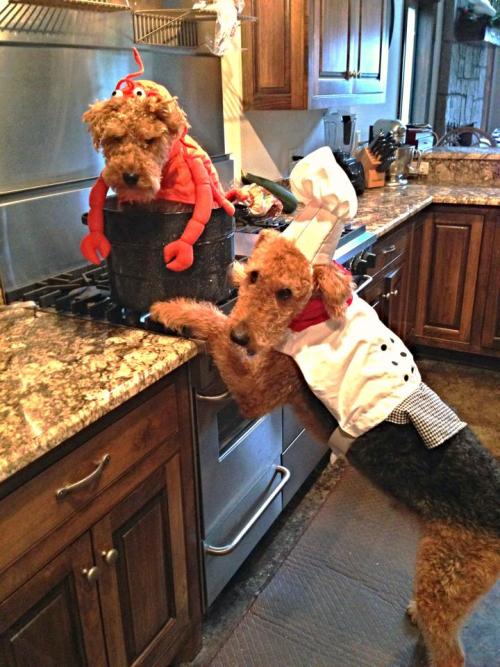 tastefullyoffensive:  Best Pet Costumes of Halloween 2013 (Part 3)Previously: Part 2, Part 1, Best Adult Costumes, Best Kid Costumes   That pulp fiction one! Its awesome