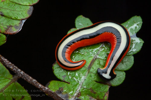 onenicebugperday:Predatory hammerhead flatworm, Bipalium choristospermaPhotographed in Borneo by Fra