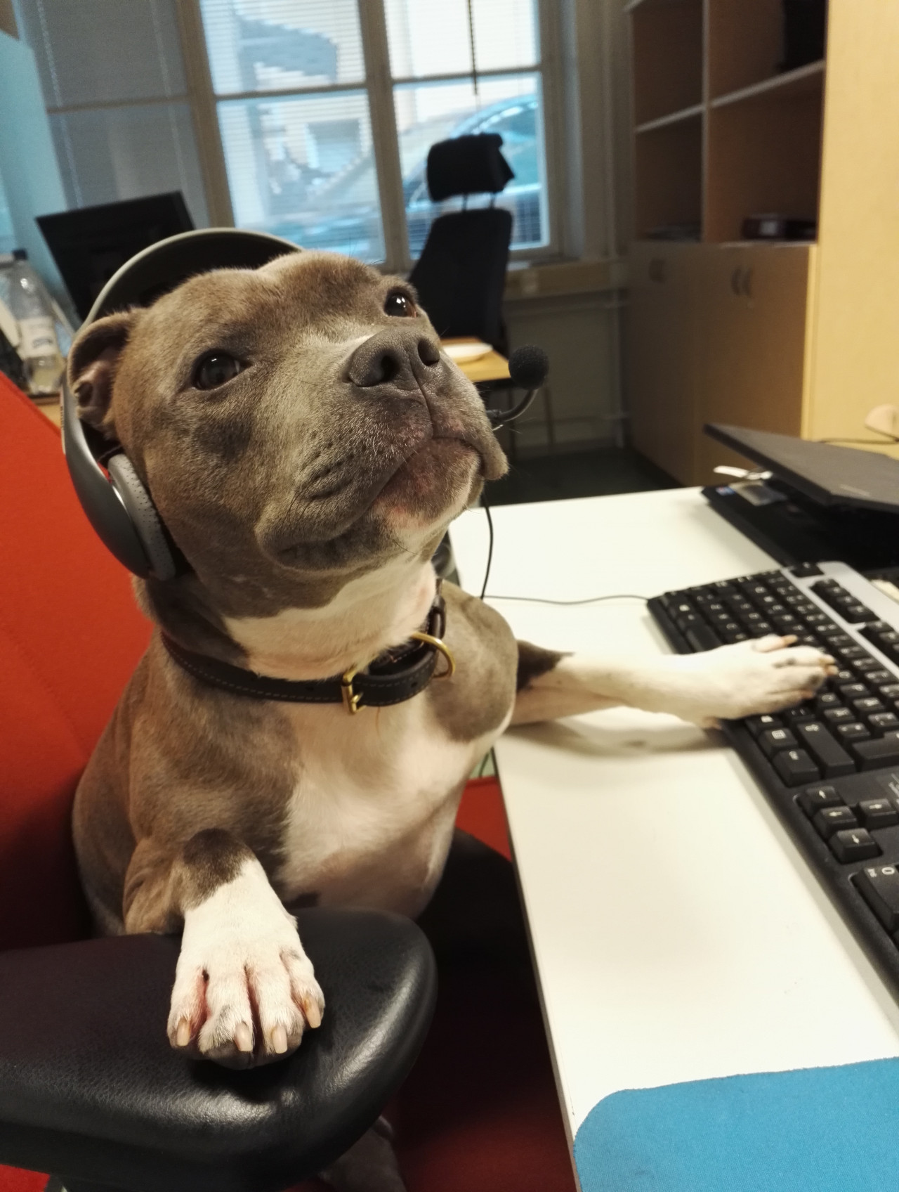 Dept. of Labor Slaps Canine Call Centers With Big Fines