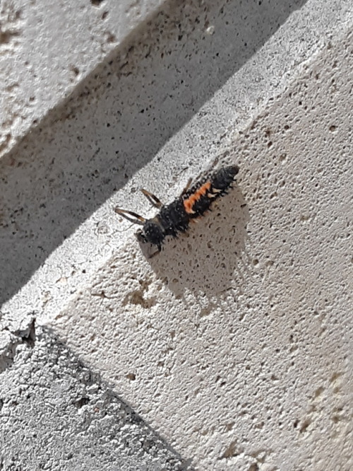 Science Side Of Tumblr What Is The Name Of This Bug 