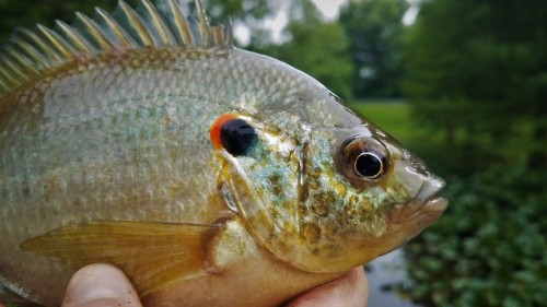 The only Redear Sunfish to make an appearance today, the rest of the day was full of Crappie and Blu